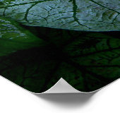 Poster hibiscus (Coin)