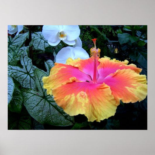 Poster hibiscus (Devant)