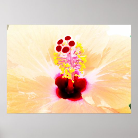 Poster Hibiscus (Devant)