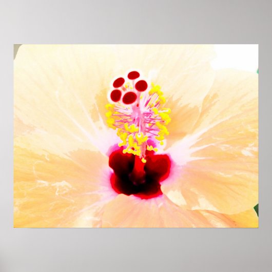 Poster hibiscus (Devant)