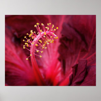 Poster Hibiscus