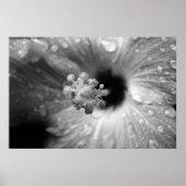 Poster Hibiscus (Devant)