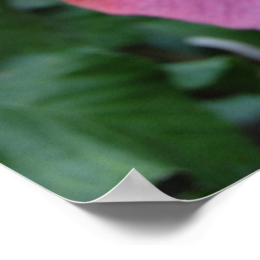 Poster Hibiscus (Coin)