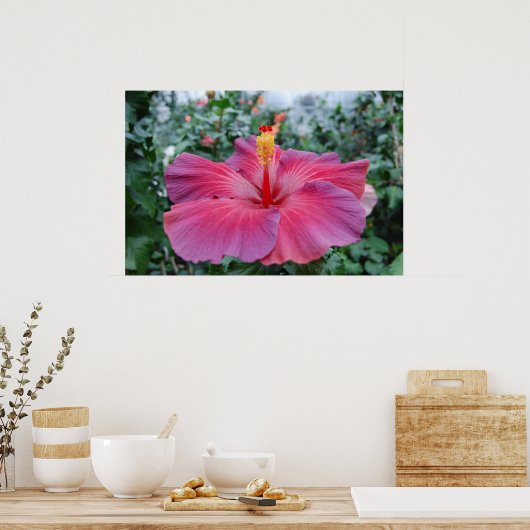 Poster Hibiscus (Cuisine)