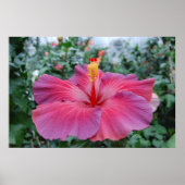 Poster Hibiscus (Devant)