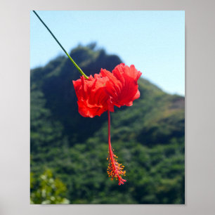 Poster Hibiscus à la carlet à Hawaii
