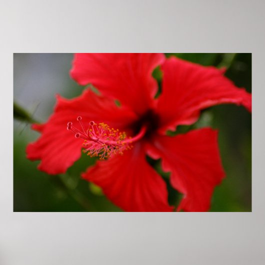 Poster Hibiscus d'Hawaï (Devant)