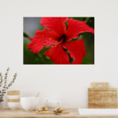 Poster Hibiscus d'Hawaï (Cuisine)