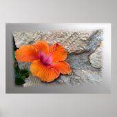 Poster hibiscus en floraison (Devant)