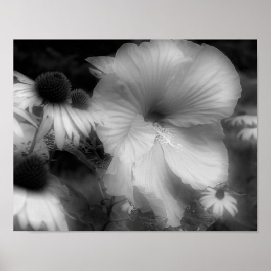 Poster Hibiscus Fleur Haut Contraste Noir Et Blanc (Devant)
