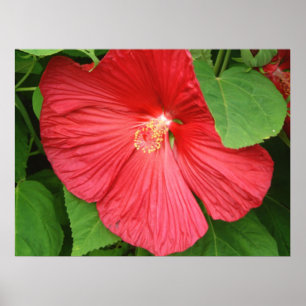 Poster Hibiscus Flower Bright Magenta