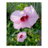 Poster Hibiscus géant comestible Fleur Parfait (Devant)