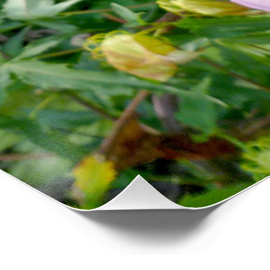 Poster Hibiscus géant comestible Fleur Parfait (Coin)