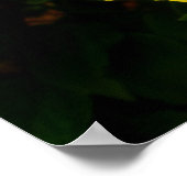 Poster Hibiscus hawaïen (Coin)