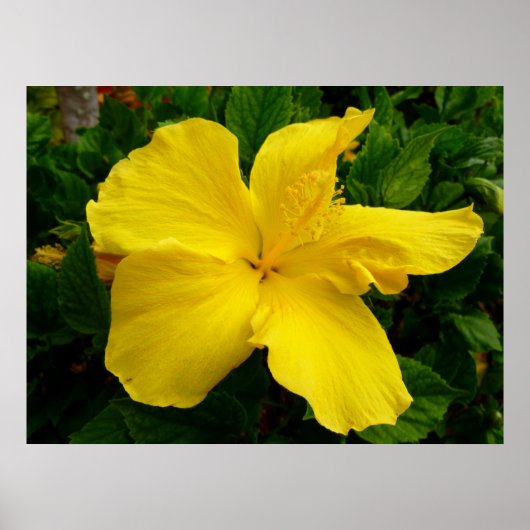 Poster Hibiscus hawaïen (Devant)