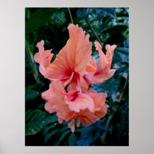 Poster Hibiscus hybride