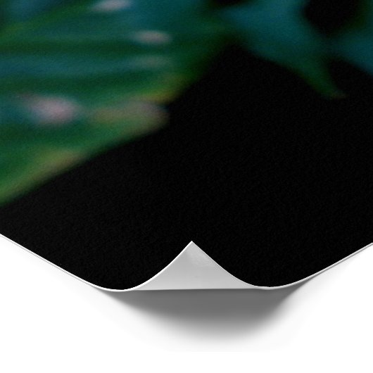 Poster Hibiscus hybride (Coin)