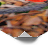 Poster Hibiscus hybride hawaïen (Coin)