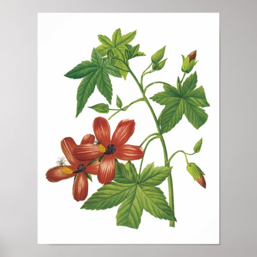 Poster hibiscus(Lavatera phoenicea) par Redouté (Devant)