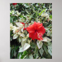Hibiscus modifié