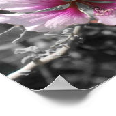 Poster Hibiscus noir, blanc et rose (Coin)