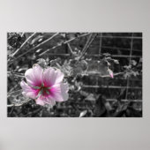 Poster Hibiscus noir, blanc et rose (Devant)