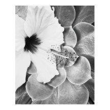Hibiscus noir et blanc