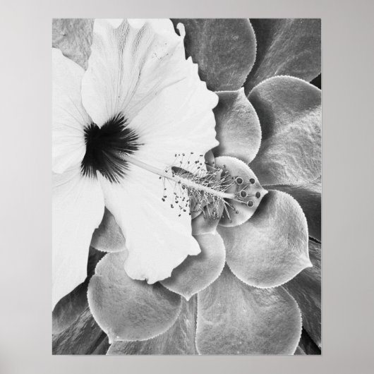 Poster Hibiscus noir et blanc (Devant)
