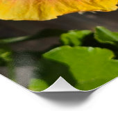 Poster Hibiscus orange et rose (Coin)