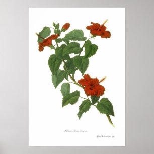 Poster Hibiscus rosa-sinensis