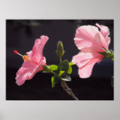 Poster Hibiscus rose en noir (Devant)