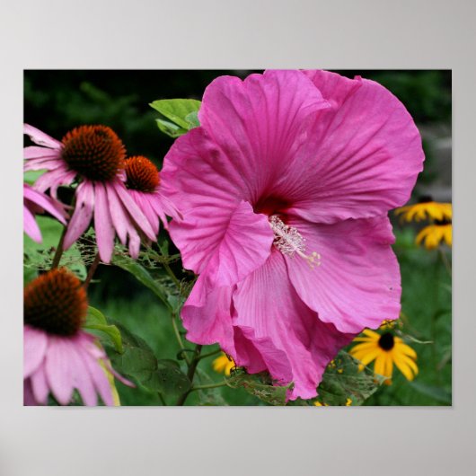 Poster Hibiscus Rose Et Fleurs Amis Du Jardin (Devant)