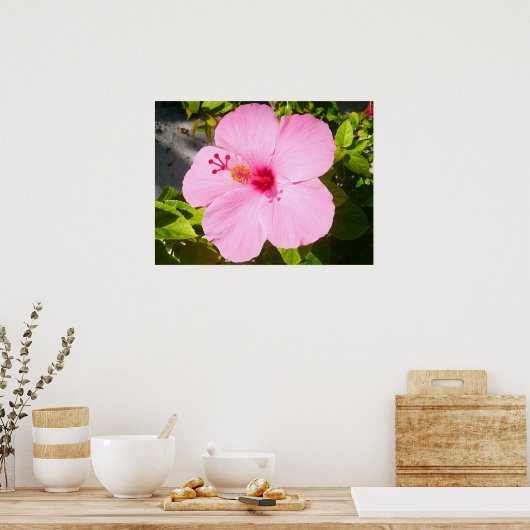 Poster Hibiscus rose Fleur tropicale (Cuisine)