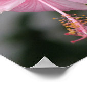 Poster Hibiscus rose Imprimer (Coin)