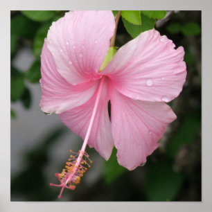 Poster Hibiscus rose Imprimer