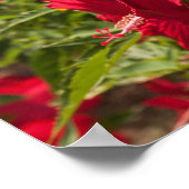 Poster Hibiscus rouge (Coin)