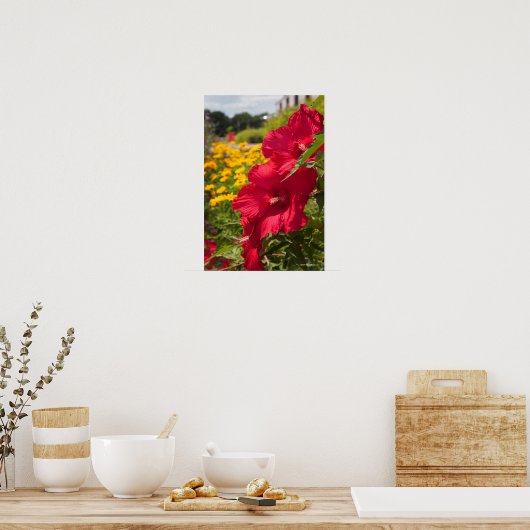 Poster Hibiscus rouge (Cuisine)
