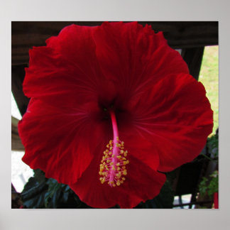 Poster Hibiscus rouge