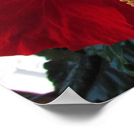 Poster Hibiscus rouge (Coin)