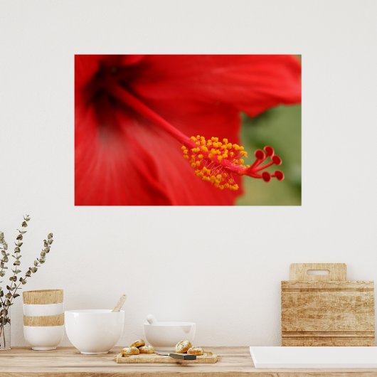 Poster Hibiscus rouge (Cuisine)