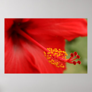 Poster Hibiscus rouge