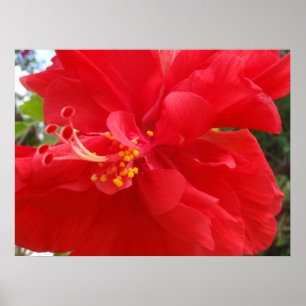 Poster Hibiscus rouge