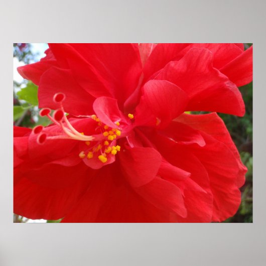 Poster Hibiscus rouge (Devant)