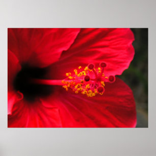 Poster Hibiscus rouge