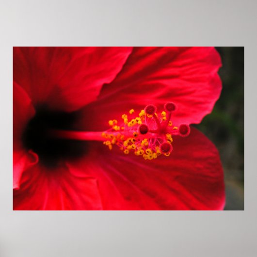 Poster Hibiscus rouge (Devant)