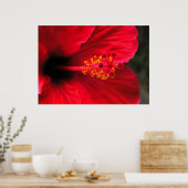 Poster Hibiscus rouge (Cuisine)