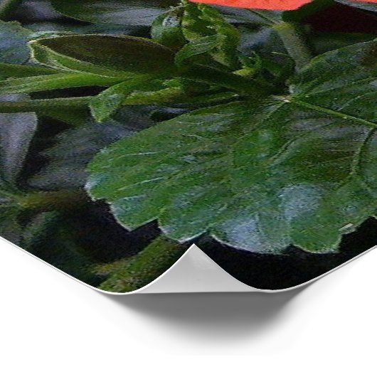 Poster Hibiscus rouge (Coin)