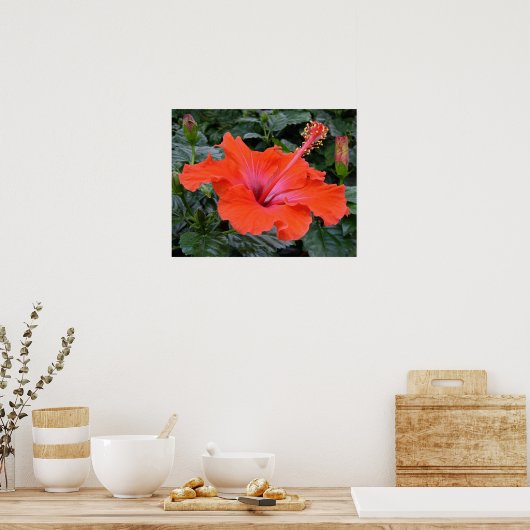 Poster Hibiscus rouge (Cuisine)
