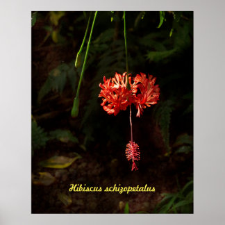Poster Hibiscus schizopetalus - Lanterne japonaise
