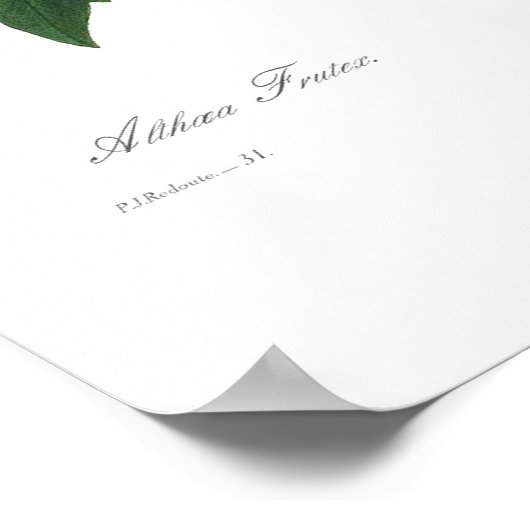 Poster Hibiscus syriacus (Coin)